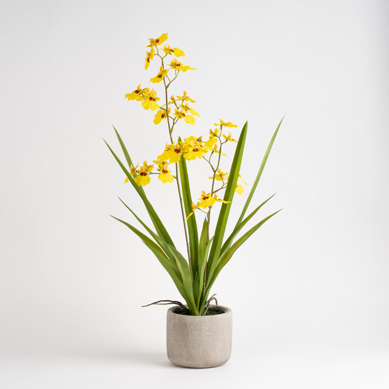 58.5cm Real Touch Yellow Oncidium Spray in Cement Pot